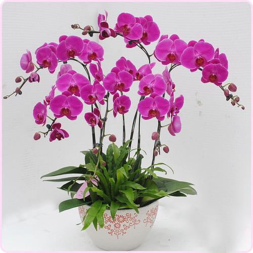 花卉/绿植盆栽疯抢