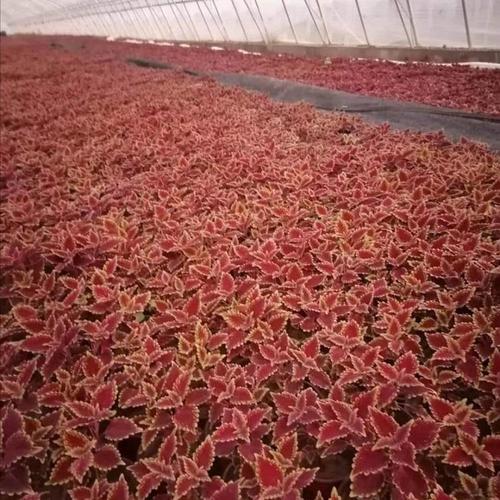 花卉苗木 主营 花卉种植;花卉绿植租借与代管理;礼品花卉销售